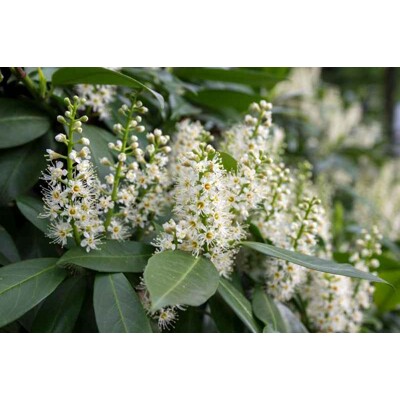 Vavrínovec lekársky - Caucasica