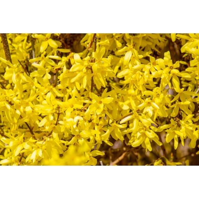 Zlatovka ‘Spectabilis’