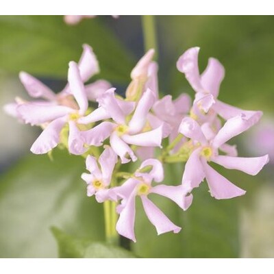 Hviezdicový Jazmín, slaboružový