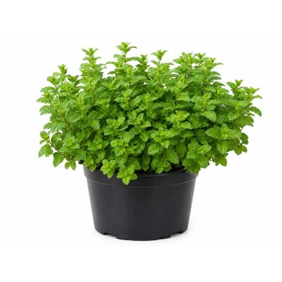 Mäta marocká