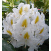 Rhododendron, biely