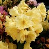 Rhododendron, Golden Wonder