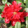 Rhododendron, Scarlet Wonder