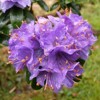 Rhododendron, Gristede