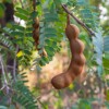 Tamarind indický