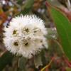 Eucalyptus alpina (semená)