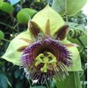 Passiflora maliformis – semená (sladká marakuja)