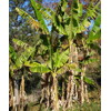 Banánovník sikkimský ‘Manipur Massive’ (semená)