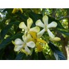 Hymenosporum flavum – semená (austrálska frangipani)