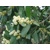 Acacia melanoxylon - austrálsky Blackwood