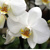 Orchidea Phalaenopsis, biela