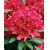 Rhododendron, červený
