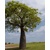 Austrálsky baobab - Adansonia gregorii (semená)