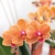 Orchidea Phalaenopsis, oranžová