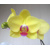 Orchidea Phalaenopsis, žltá
