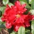 Rhododendron, Scarlet Wonder