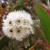 Eucalyptus alpina (semená)