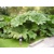 Gunnera manicata (semená)