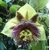 Passiflora maliformis – semená (sladká marakuja)
